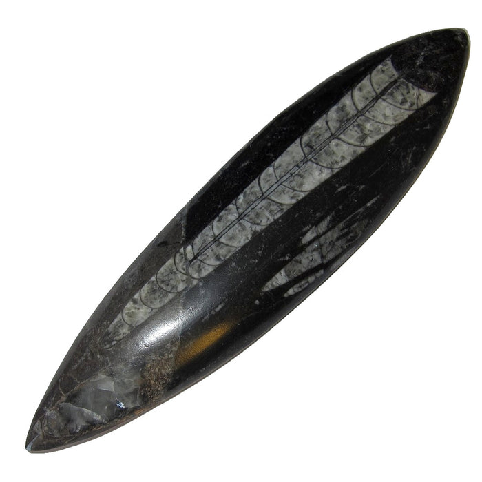 Orthoceras Fossil Arrowhead Wand Ancient Stone