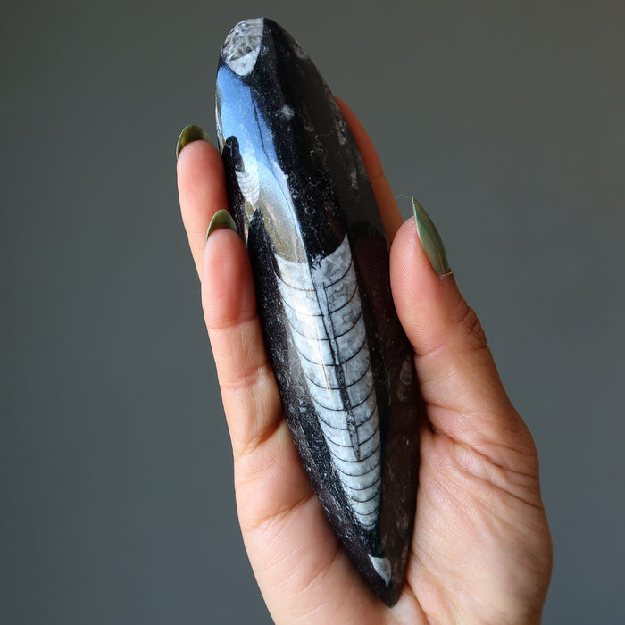 Orthoceras Fossil Arrowhead Wand Ancient Stone