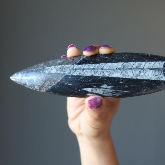 Orthoceras Fossil Arrowhead Wand Ancient Stone