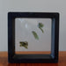 3 rough green moldavite gemstones in suspension display case