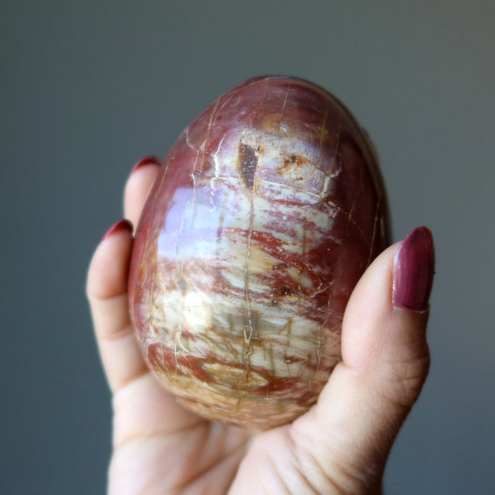 Petrified Wood Egg Timeless Strength Crystal