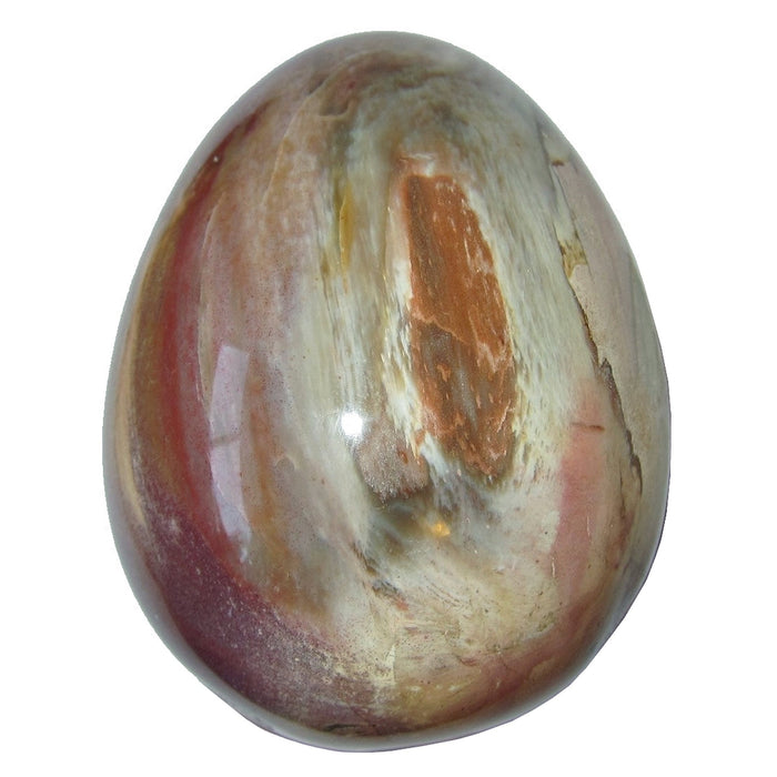 Petrified Wood Egg Timeless Strength Crystal
