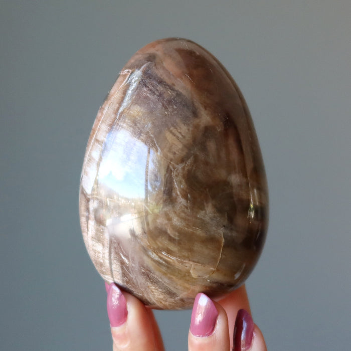 Petrified Wood Egg Timeless Strength Crystal