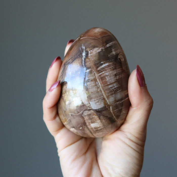 Petrified Wood Egg Timeless Strength Crystal