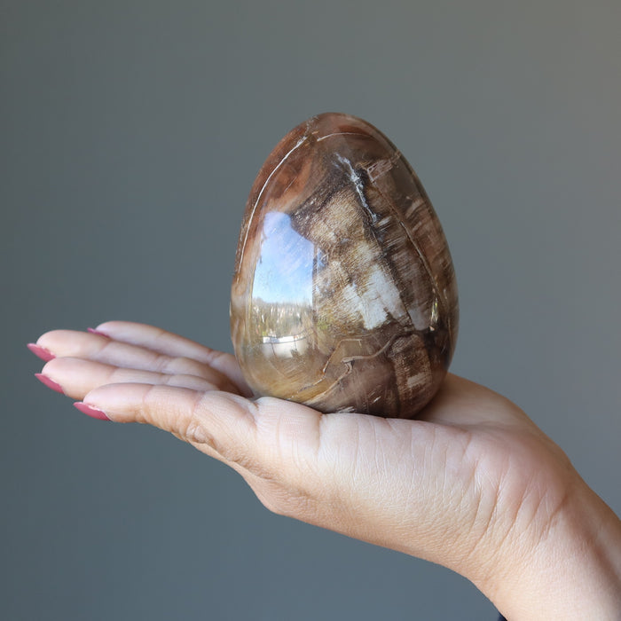 Petrified Wood Egg Timeless Strength Crystal