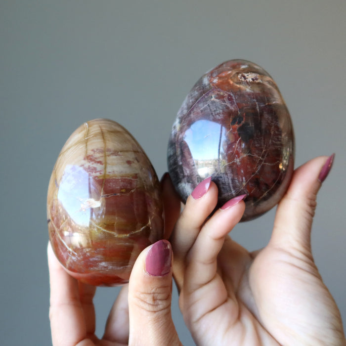 Petrified Wood Egg Timeless Strength Crystal