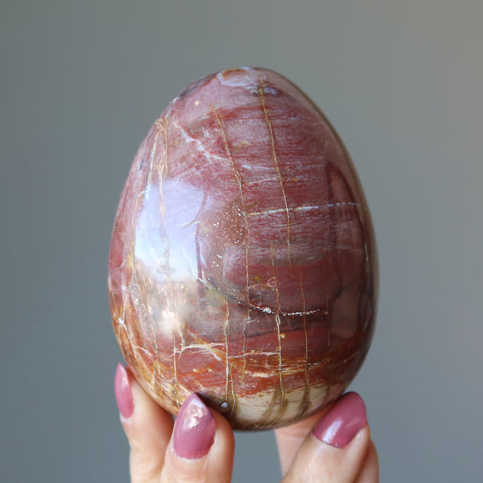 Petrified Wood Egg Timeless Strength Crystal