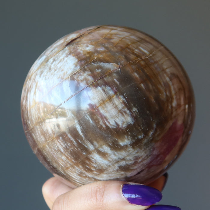 hand holding petrified wood sphere