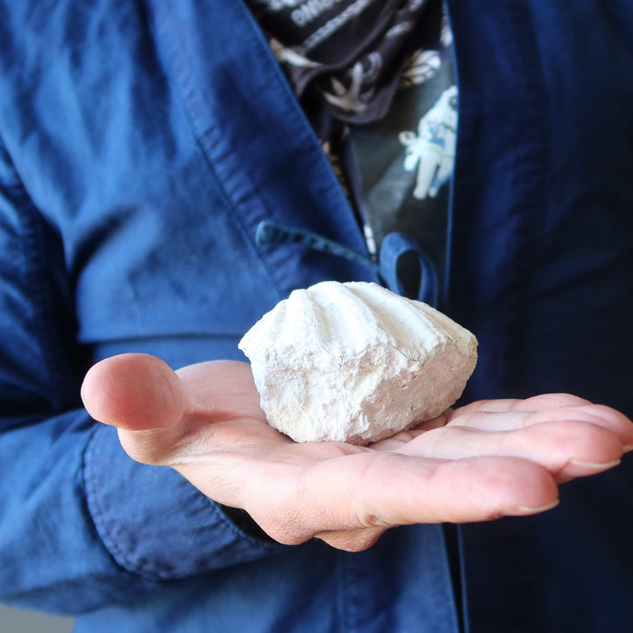 clam fossil displaying on the palm