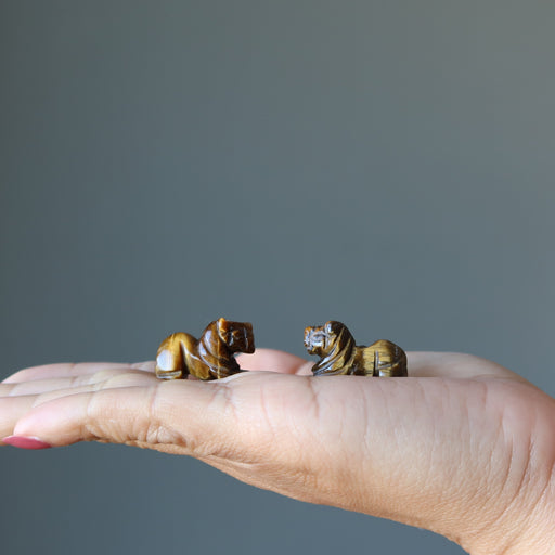 2 1" Tigers Eye Lions on the palm